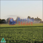 organic_young_wheatgrass_4 Organic Young Wheatgrass 4